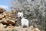 WESTIE 046